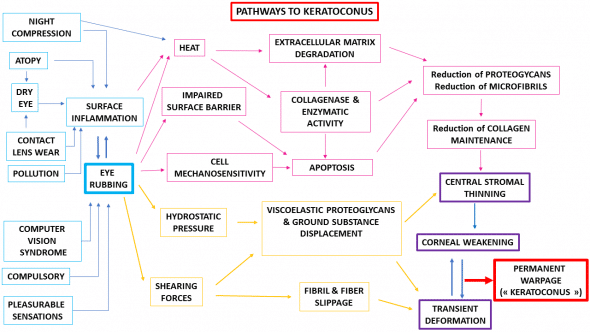 keratoconus pathogenesis